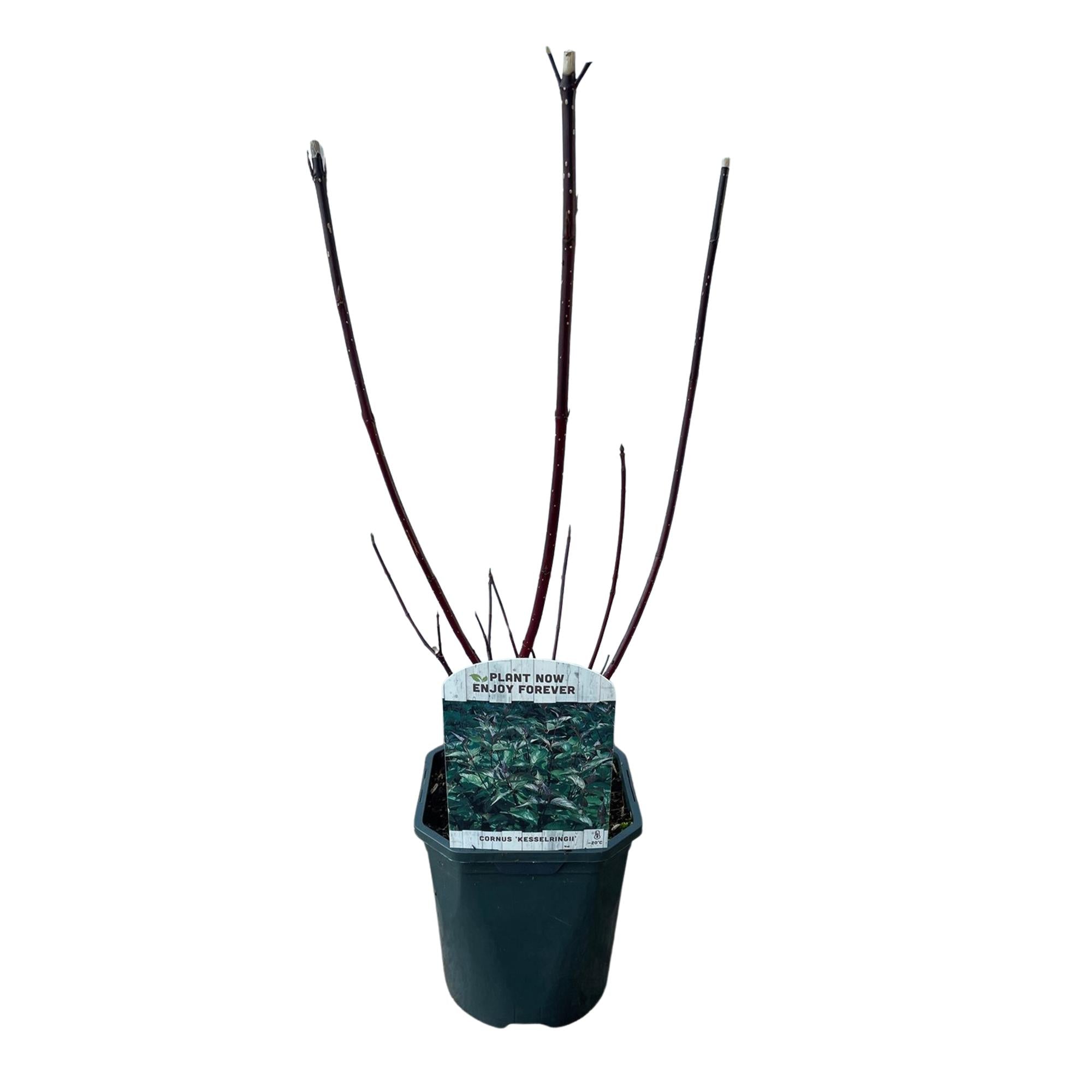 Green boutiQ – Sträucher – Hartriegel 'Kesselringii' – Lila Zweige – 1 Pflanze – Laubabwerfend – Pflegeleicht – Topf: 17 cm, Höhe: 45 cm