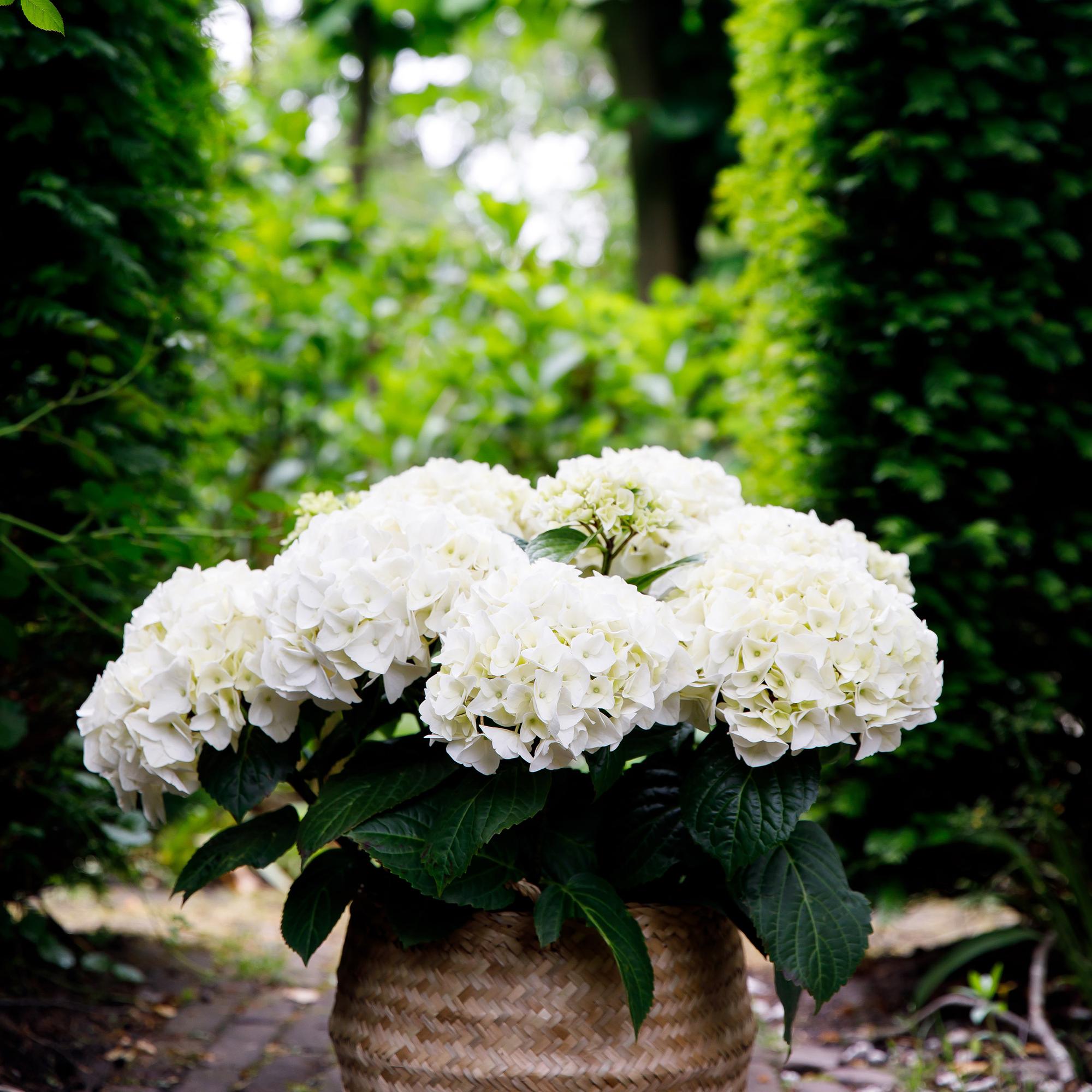 Green boutiQ - Pianta da patio - Ortensia - Hydrangea Forever & Ever - Bianca - 7-12 fiori - Vaso 23 cm Altezza 55 cm