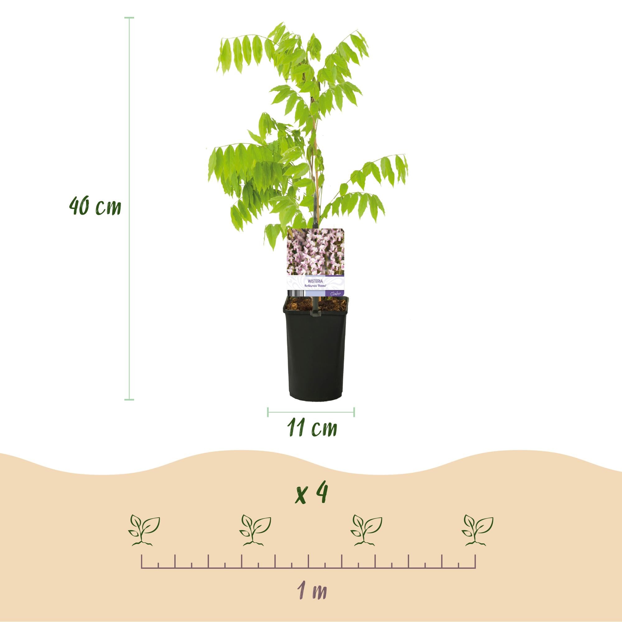 Green boutiQ – Wisteria floribunda Rosea – Rosa Blüte – 1 Pflanze – Topf 11 cm, Höhe 40 cm