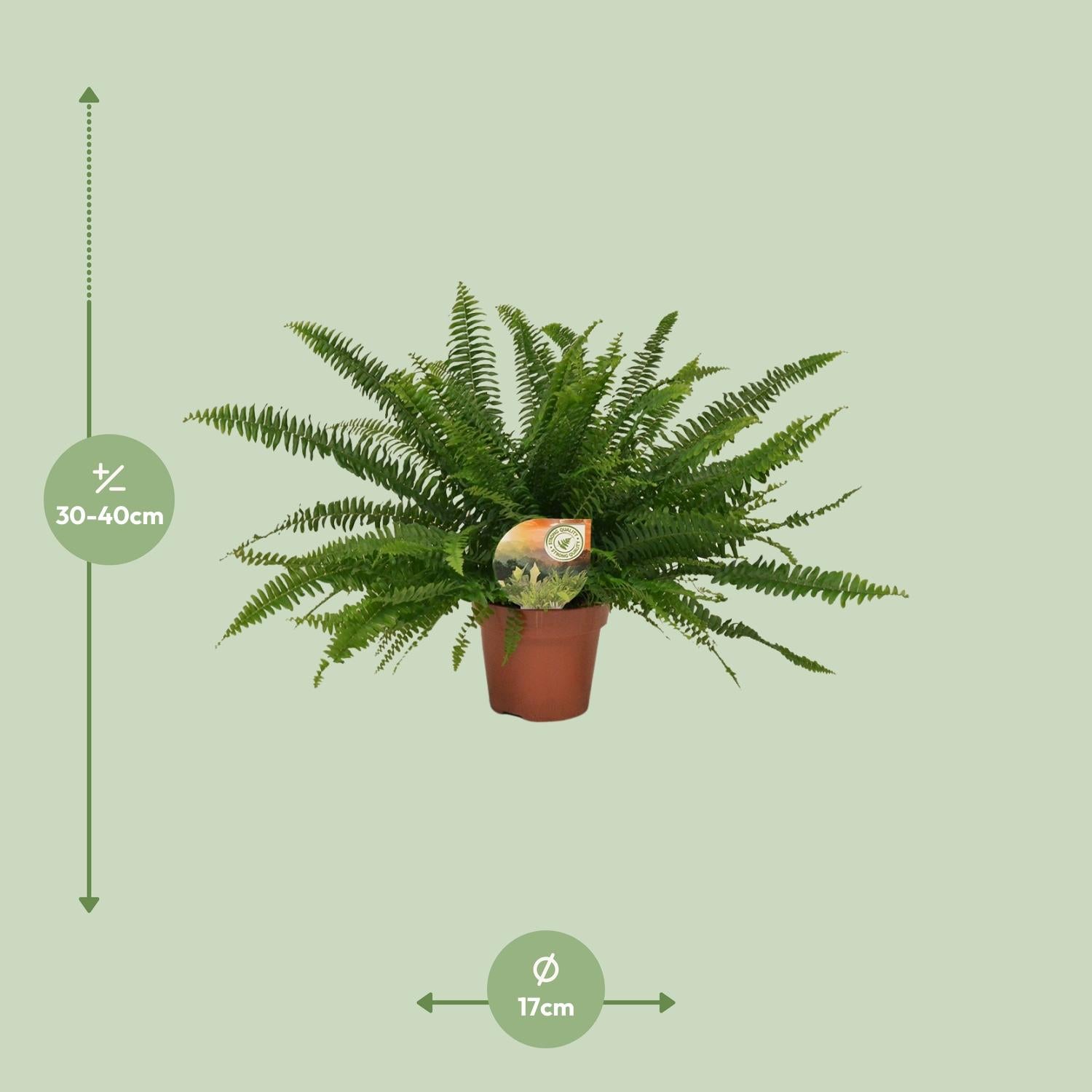 Nephrolepis Dame Verte - Ø17cm - ↕40cm