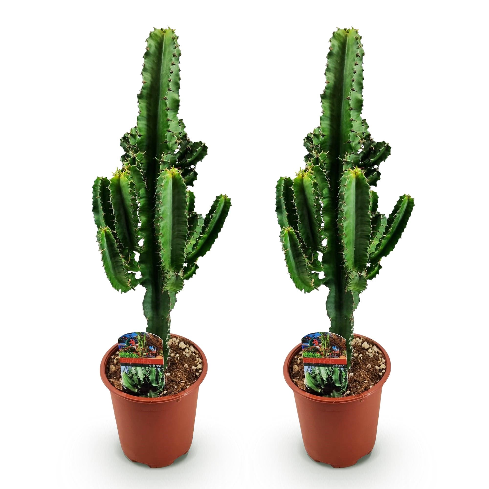 Euphorbia eritrea - Afrikaanse melkboom - Weinig onderhoud - Groen - 2 - Pot 17cm - Hoogte 60cm