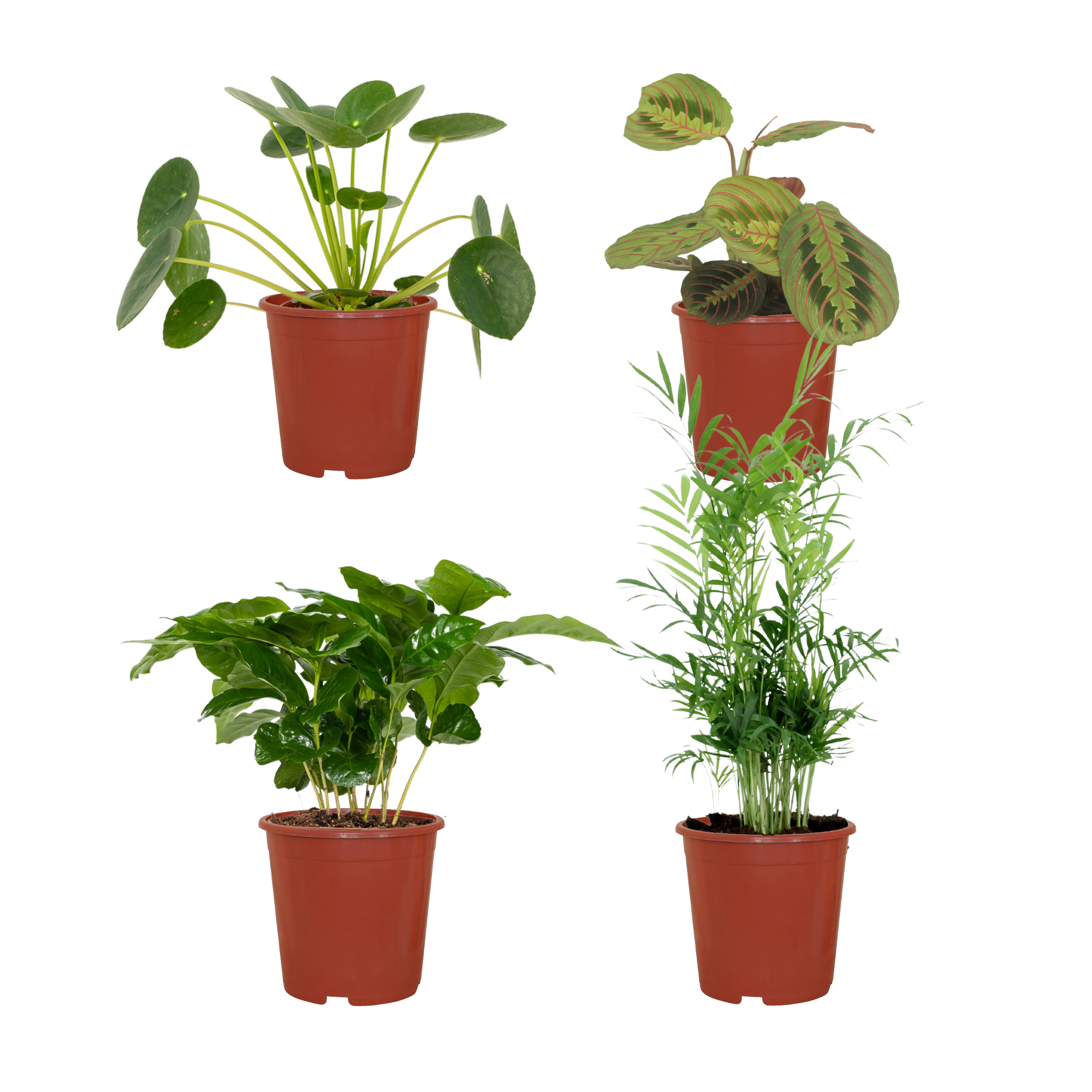 Tierfreundlicher Pflanzkasten – 4 Stück – Ø 12 cm – ↕ 20–40 cm