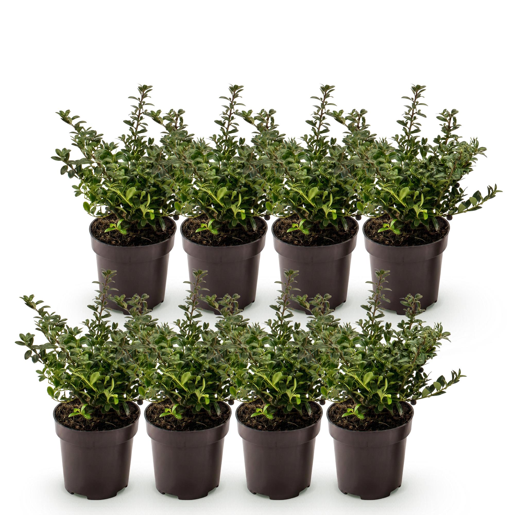 Ilex crenata Stokes - Japanse Hulst 8x  - Haagplanten - Groenblijvend - Groen - Pot 9cm - Hoogte 20-30cm