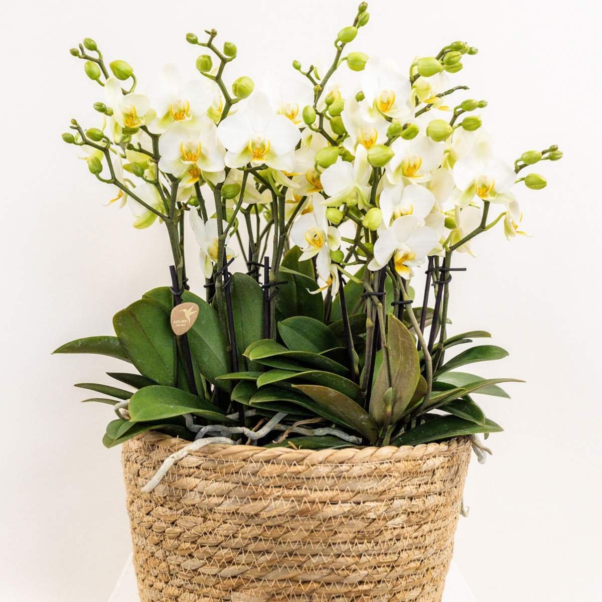 Kolibri Orchids | Biały bukiet Mono Blossom Lausanne w wiklinowym koszu
