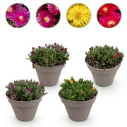 Delosperma - 4 Planten - Kleuren Rood - Geel - Paars - Roze - Weinig Onderhoud - Pot 14 Hoogte 17