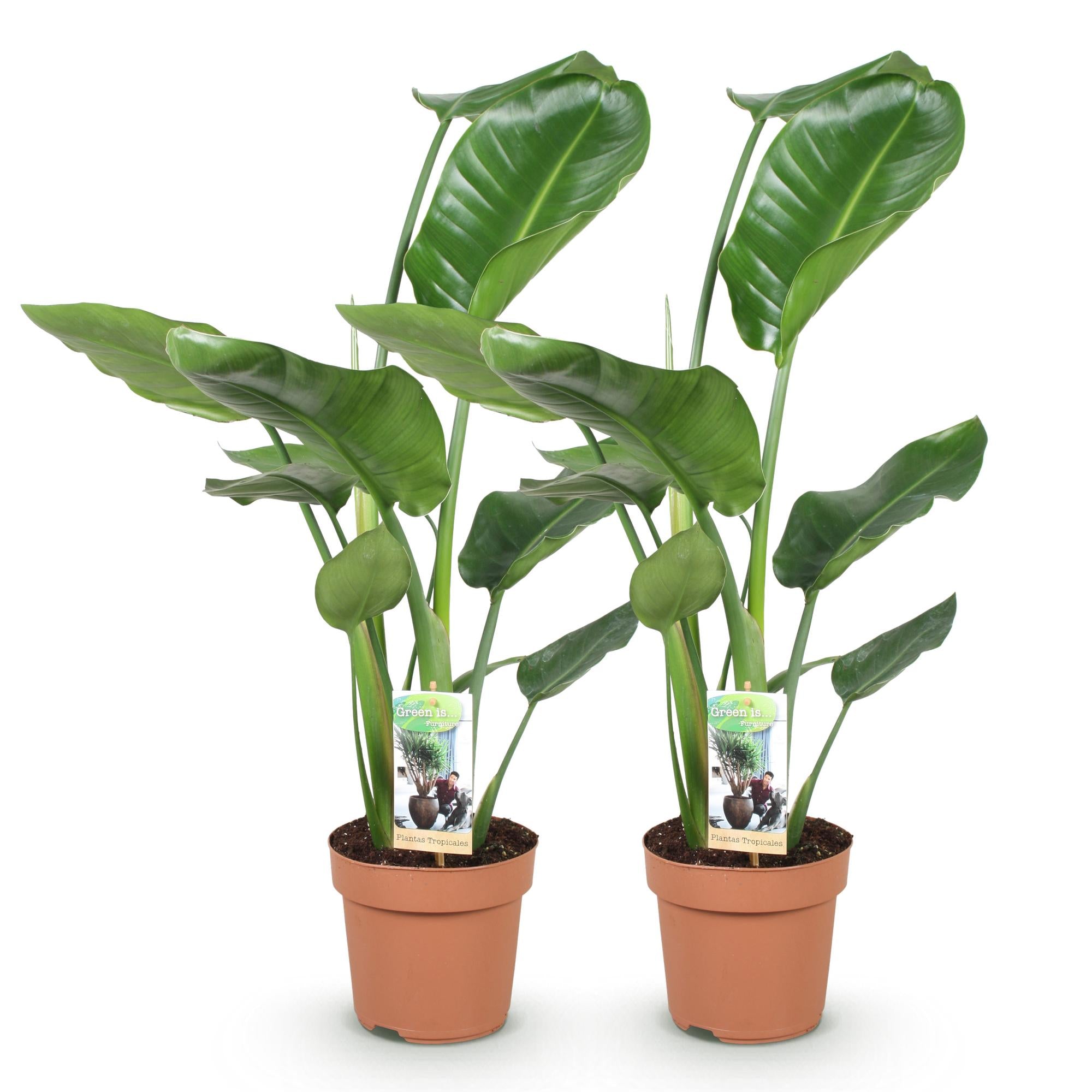 Stelitzia Nicolai - Paradijsvogelbloem - Weinig onderhoud - Groen - 2 Planten - Pot 17cm - Hoogte 70-90cm