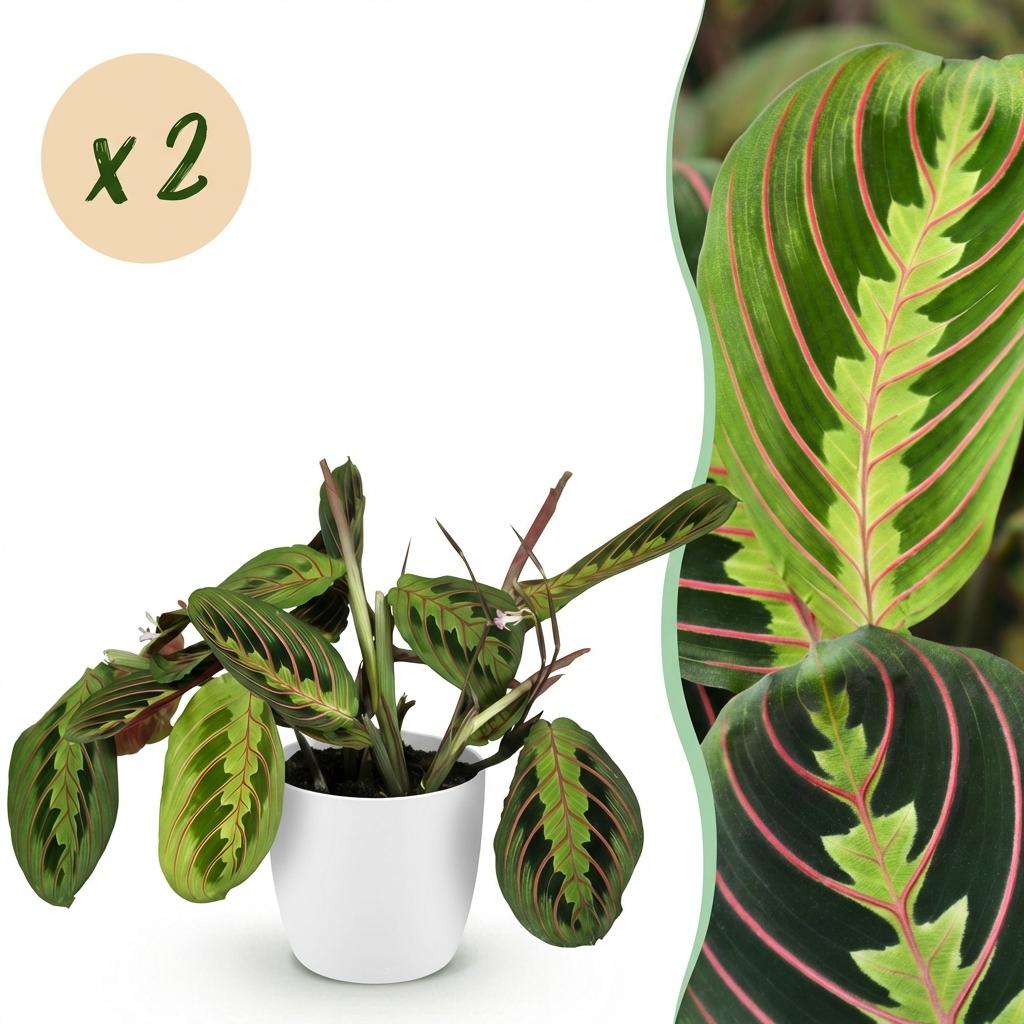 Maranta Fascinator Tricolour - Gebedsplant - Huisdiervriendelijke Plant - Groen - 2 Planten - met Potter Wit - Pot 12cm - Hoogte 25cm