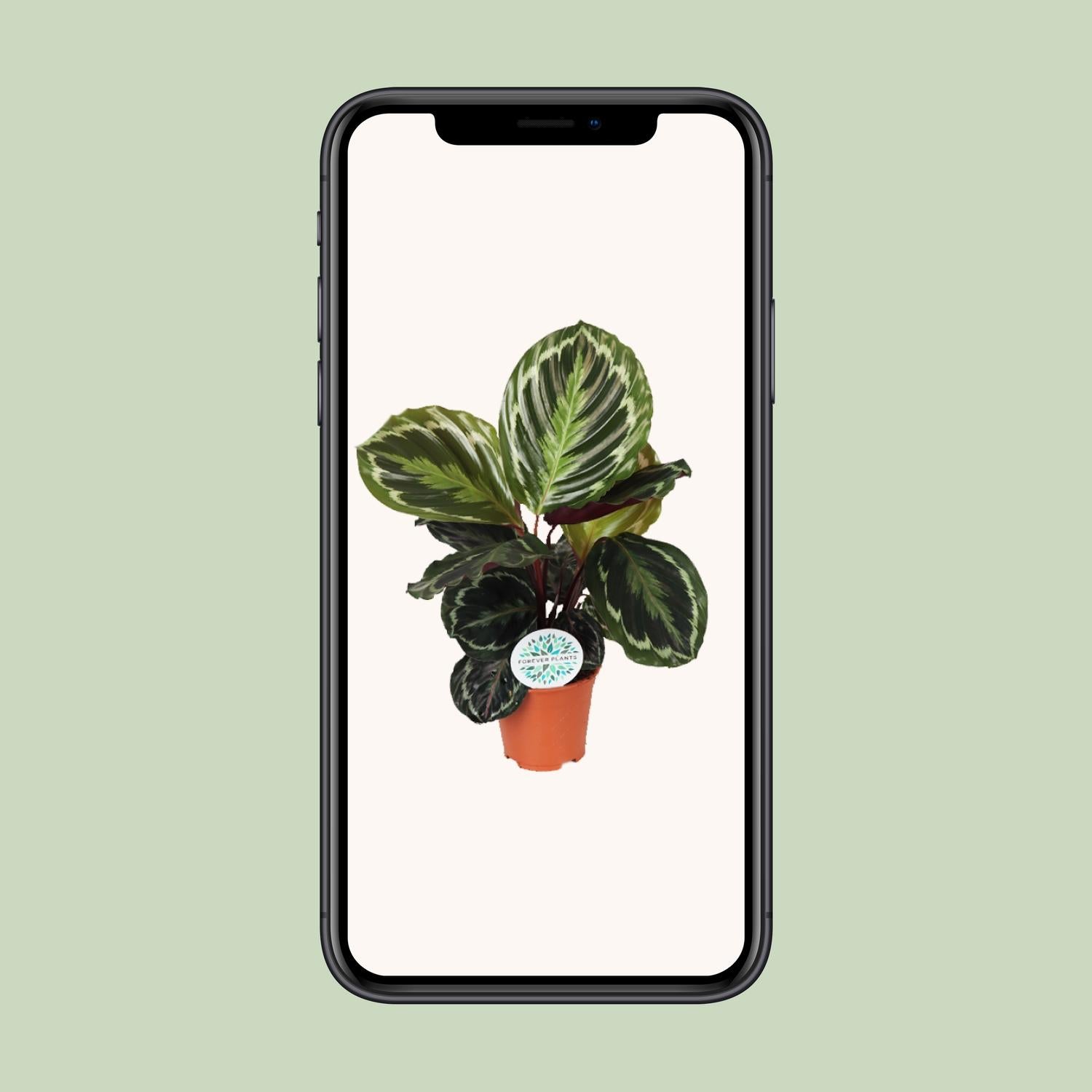 Medallón de Calathea - Ø14 cm - ↕45 cm