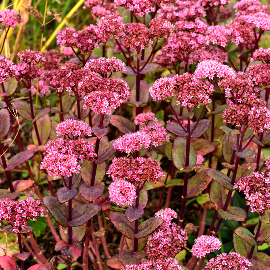 12x Sedum 'Matrona' - ↕10-25cm - Ø9cm