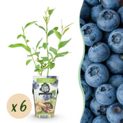Blauwe Bes - Vaccinium corymbossum Goldtraube - Winterhard - 6 Planten - Pot 9 cm - Blauwe Bes