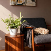 Pteris cretica Albolineata - Lintvaren - Huisdiervriendelijke Plant - Groen - 1 Plant - met Potter Wit - Pot 12cm - Hoogte 20cm