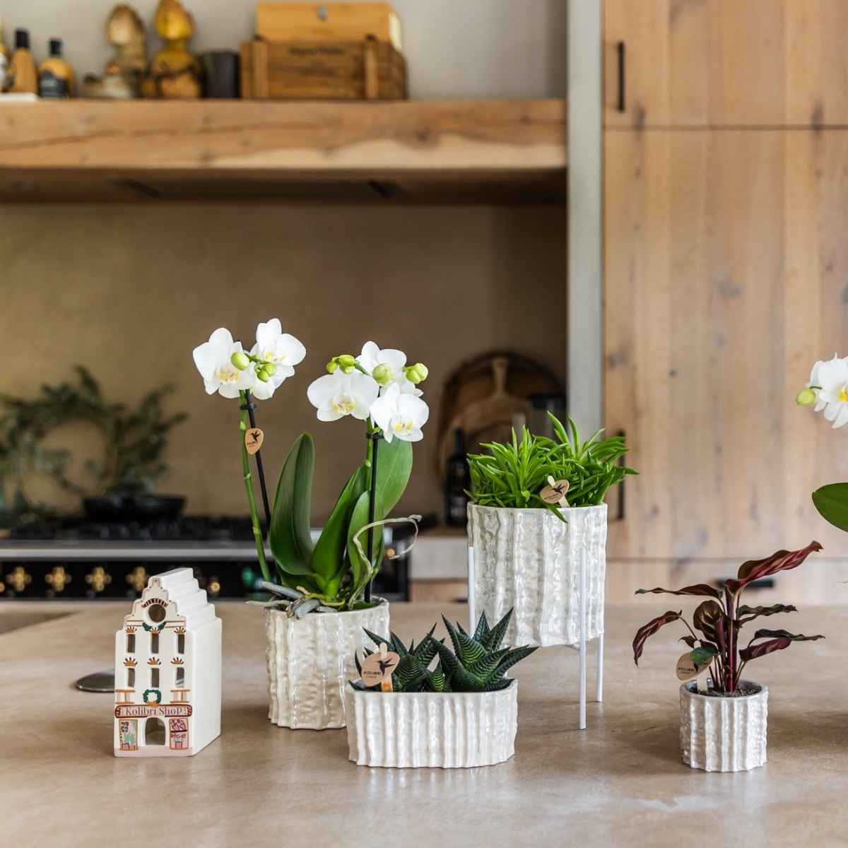 Kolibri Home | Oyster sierpot - Ø9cm