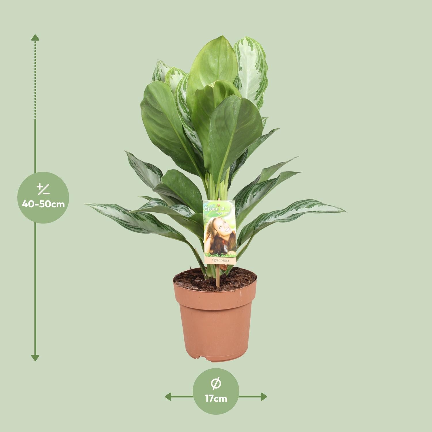 Aglaonema Silver Bay – Chinesische Immergrüne – Ø 17 cm – ↕ 55 cm
