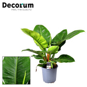 Philodendron Imperial Green - Ø 19 cm - ↕ 55 cm