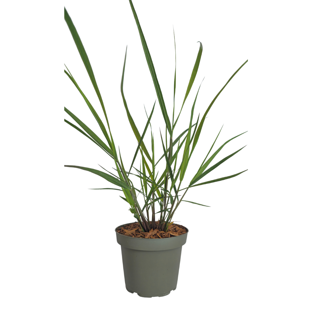 6x Panicum virgatum ‘Rotstrahlbusch’ – Siergras met warme herfstkleuren | Potmaat 12 cm