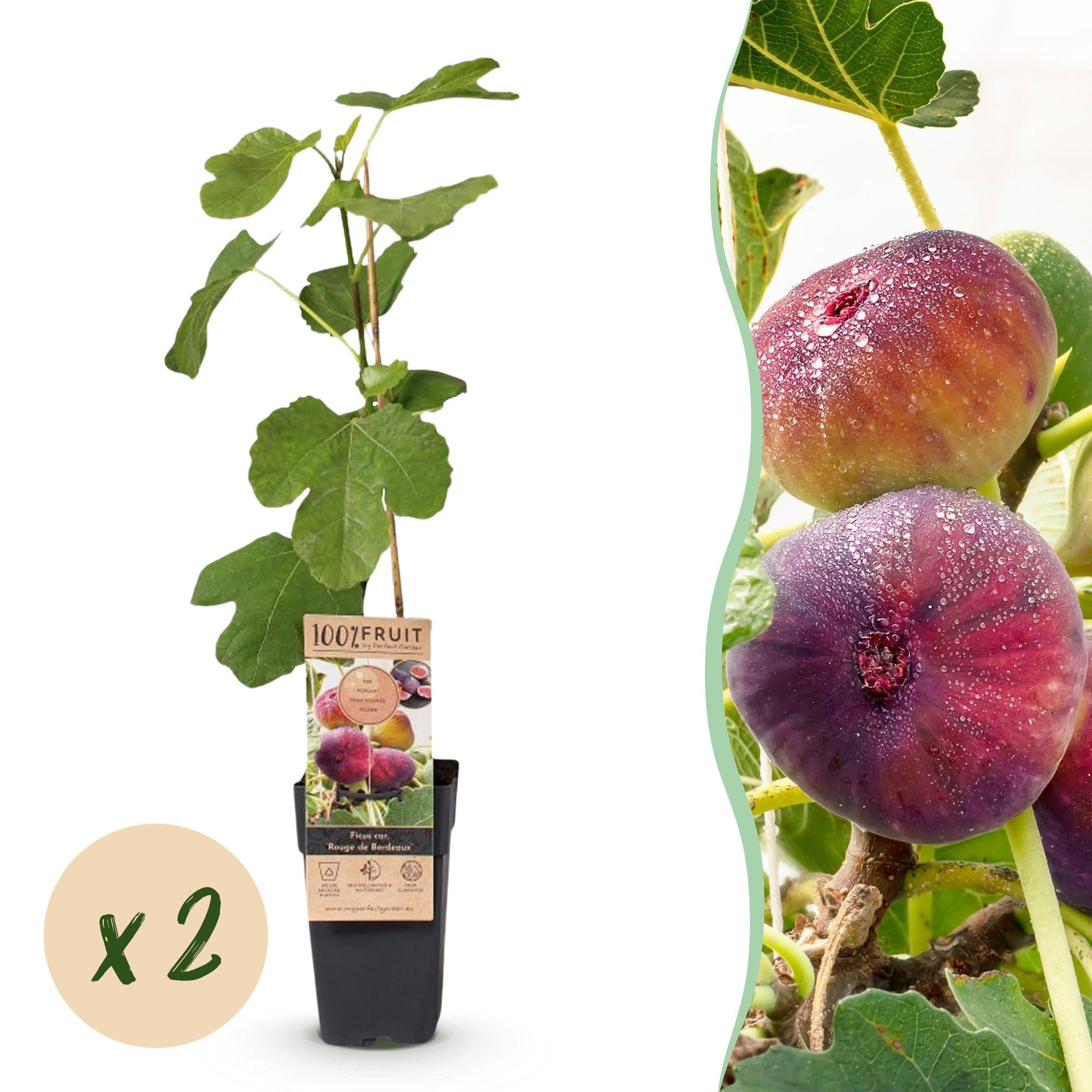 Ficus carica Rouge de Bordeaux - Vijgenboom - Winterhard - Paarse Vrucht - 2 Planten - Pot 15cm - Hoogte 50cm