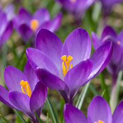 100x Crocus Ruby Giant - Bulbos de Flores - Crocus - Roxo - Bulbo Naturalizável - Tamanho do Bulbo 5/+