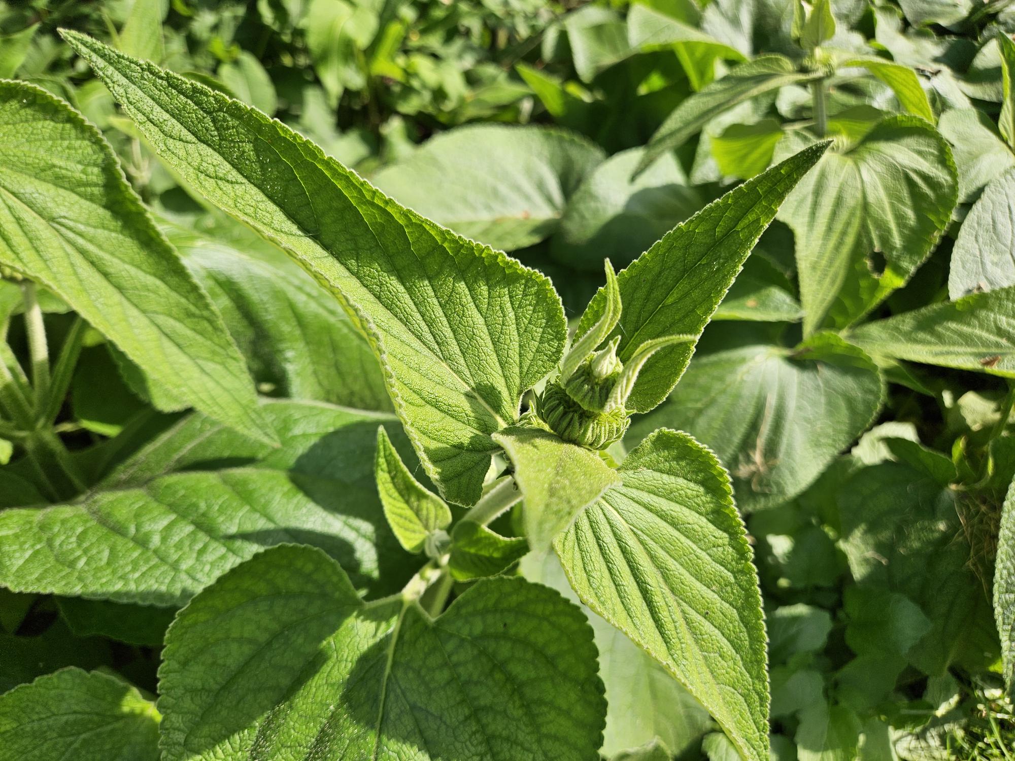 24x Phlomis russeliana - ↕10-25cm - Ø9cm