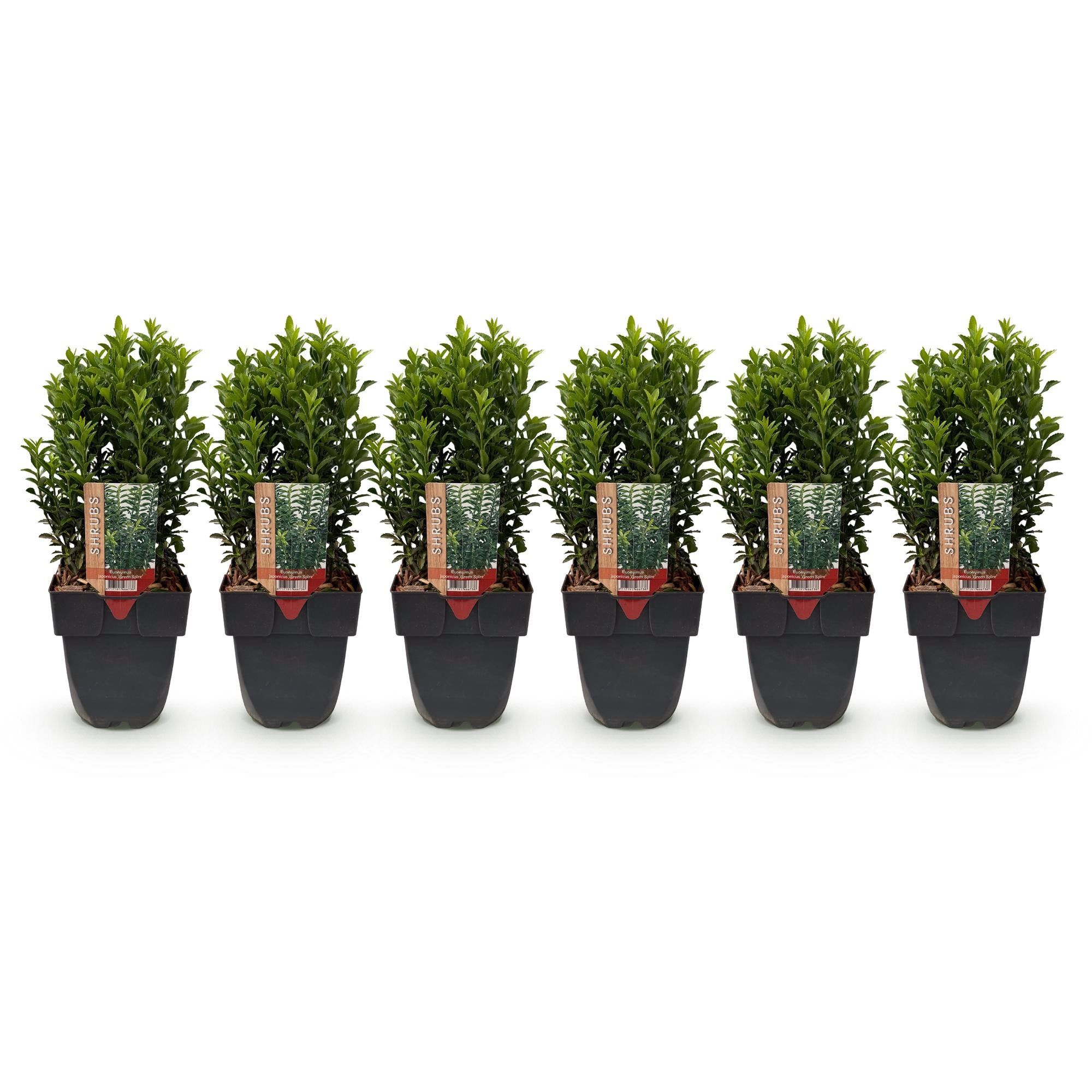 Euonymus japonica Green Spire -  blad groen - 6 planten - 1 strekkende meter - groenblijvend - pot 17cm hoogte 40cm