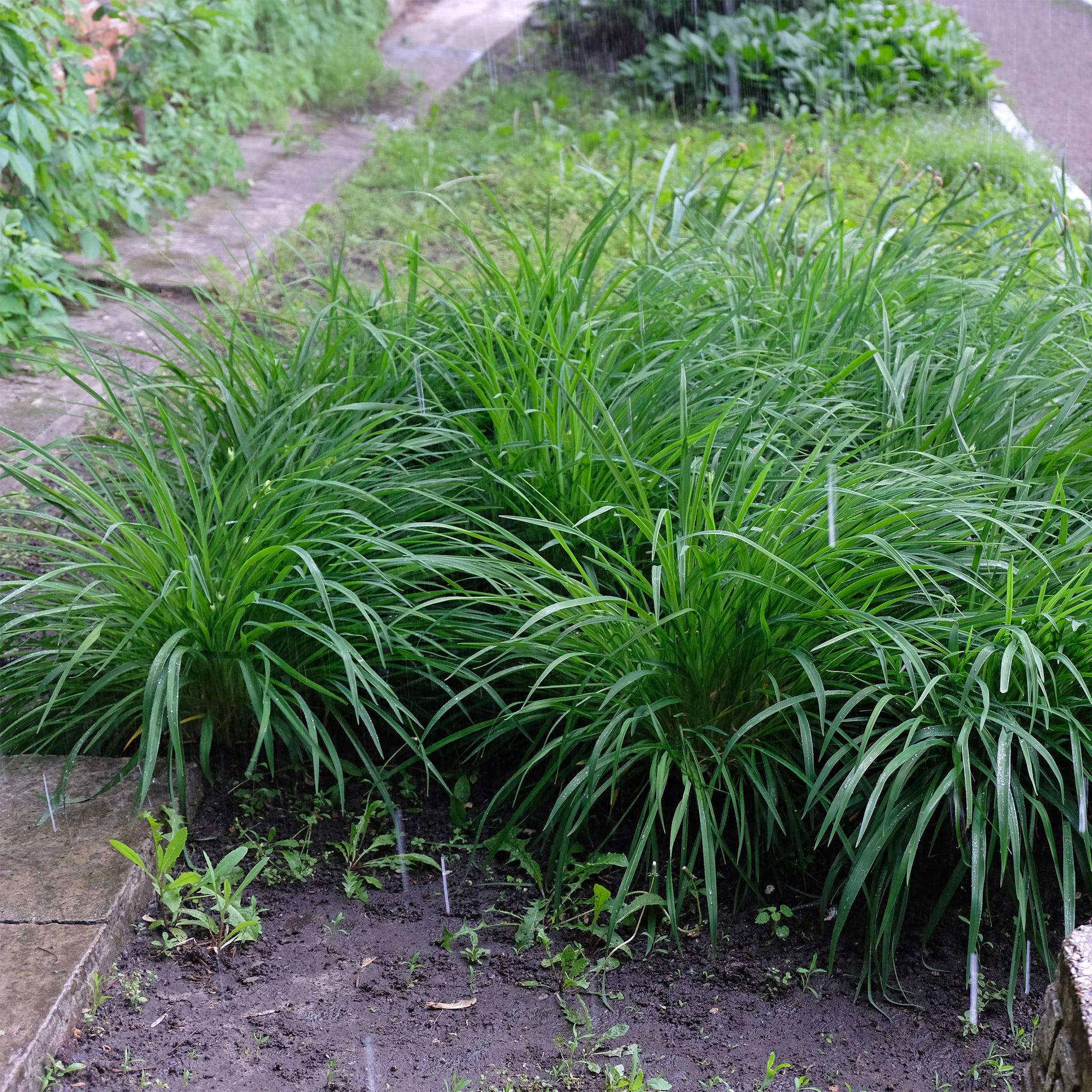 Carex morrowii Irish Green - Groen & Geel - 4 Planten - Bladhoudend - Weinig Onderhoud - Pot 17cm Hoogte 50cm