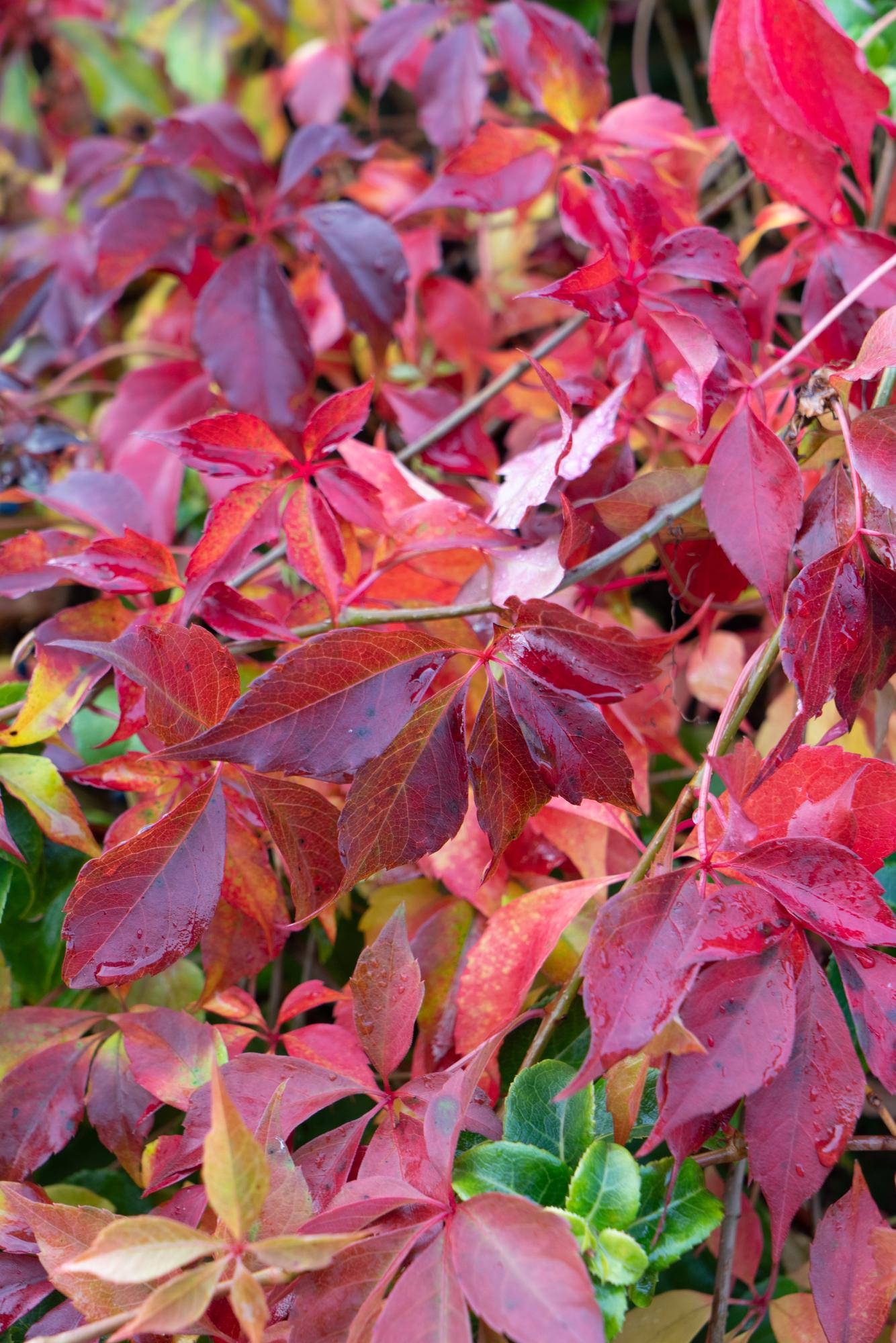 Parthenocissus henryana – Chinesische Wildrebe – Ø 15 cm – ↕ 65 cm