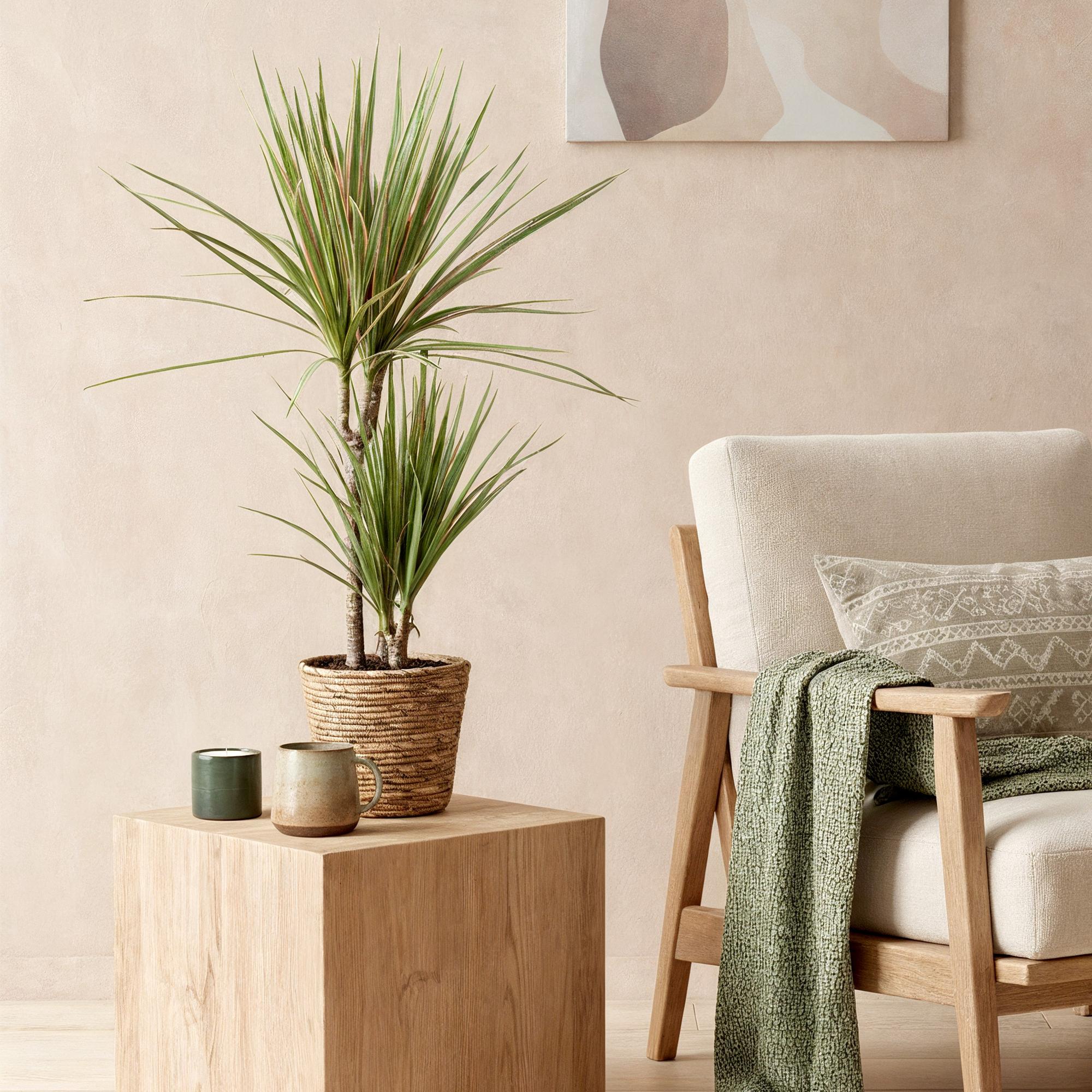 Dracaena Marginata Bicolor - Drakenbloedboom - Weinig onderhoud - Groen - 1 Plant - Pot 17cm - Hoogte 70-75cm