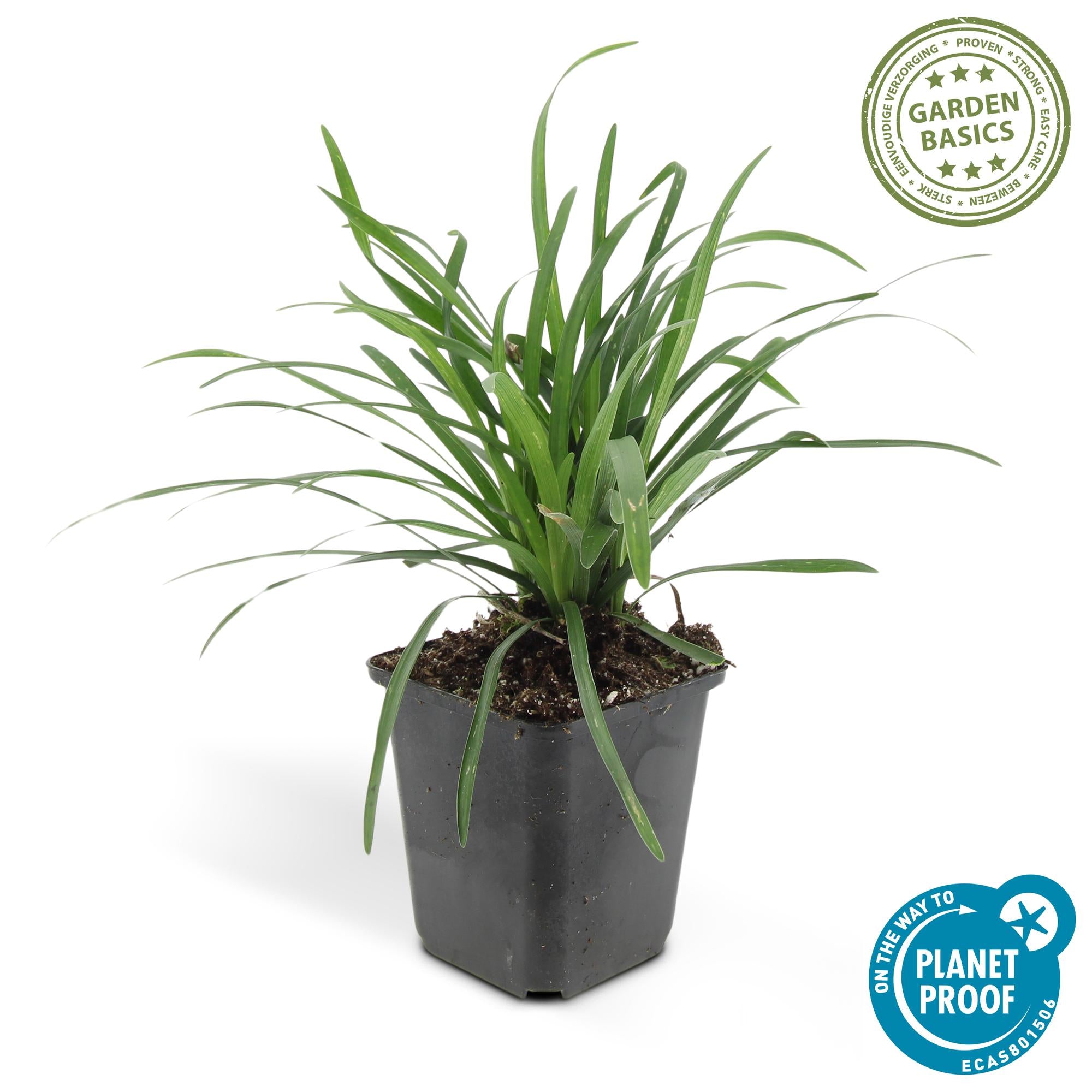 48x Liriope muscari 'Big Blue' - ↕10-25cm - Ø9cm