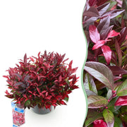Leucothoe Zeblid - Rood - 1 Plant - Groenblijvend - Weinig Onderhoud - Pot 17cm Hoogte 45cm