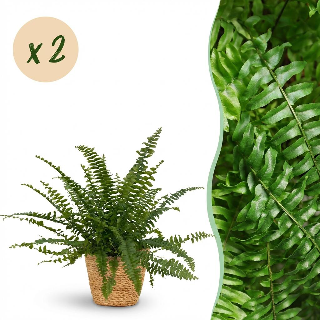 Nephrolepsis exaltata Green Lady - Varen - 2 Planten - met Mand - Pot 12cm - Hoogte 25cm