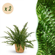 Nephrolepsis exaltata Green Lady - Varen - 2 Planten - met Mand - Pot 12cm - Hoogte 25cm