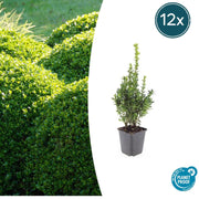 12x Buxus Sempervirens - ↕10-25cm - Ø9cm