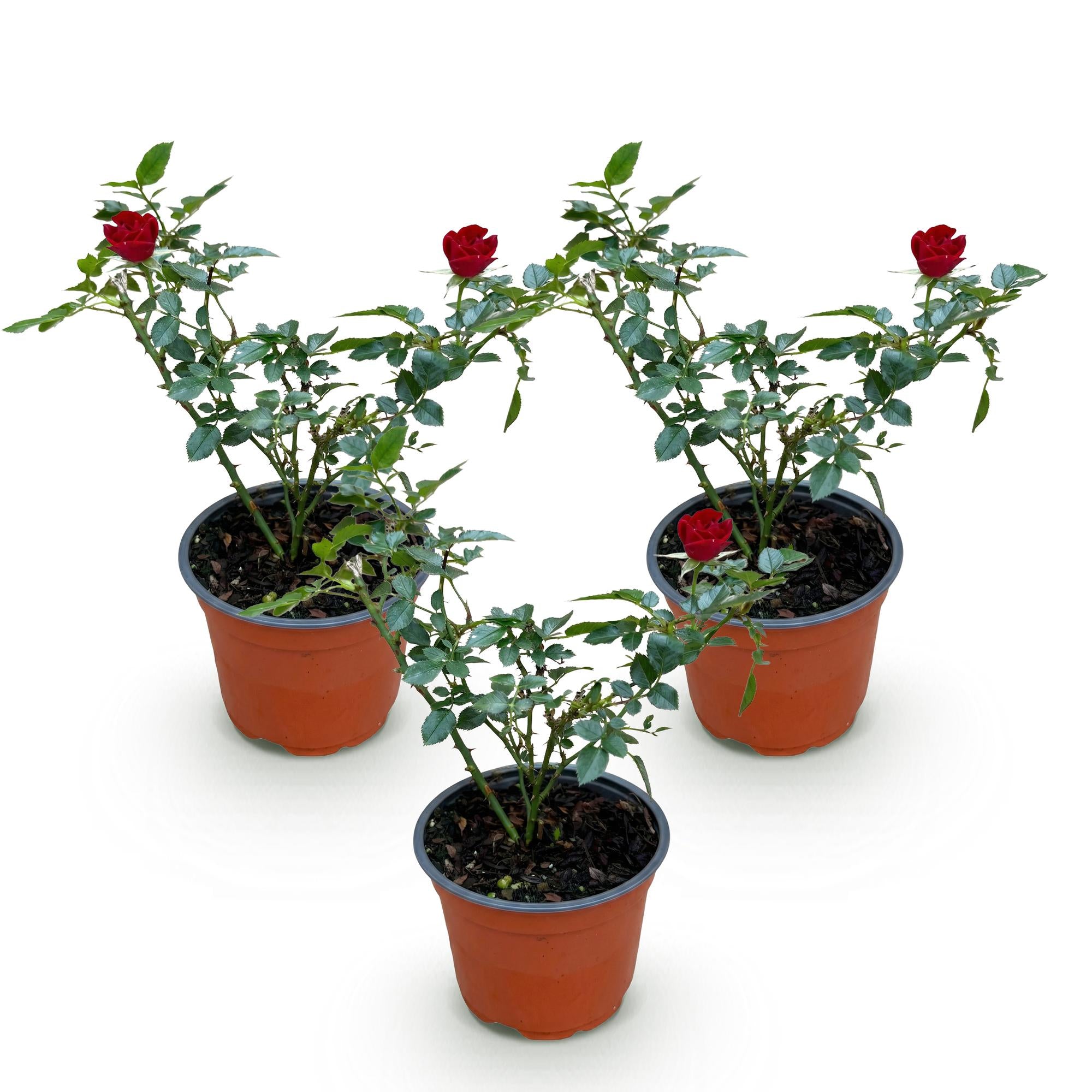 Rosa Rote The Fairy - Roos - Winterhard - Rood - 3 Planten - Pot 12cm - Hoogte Hoogte 20-25cm