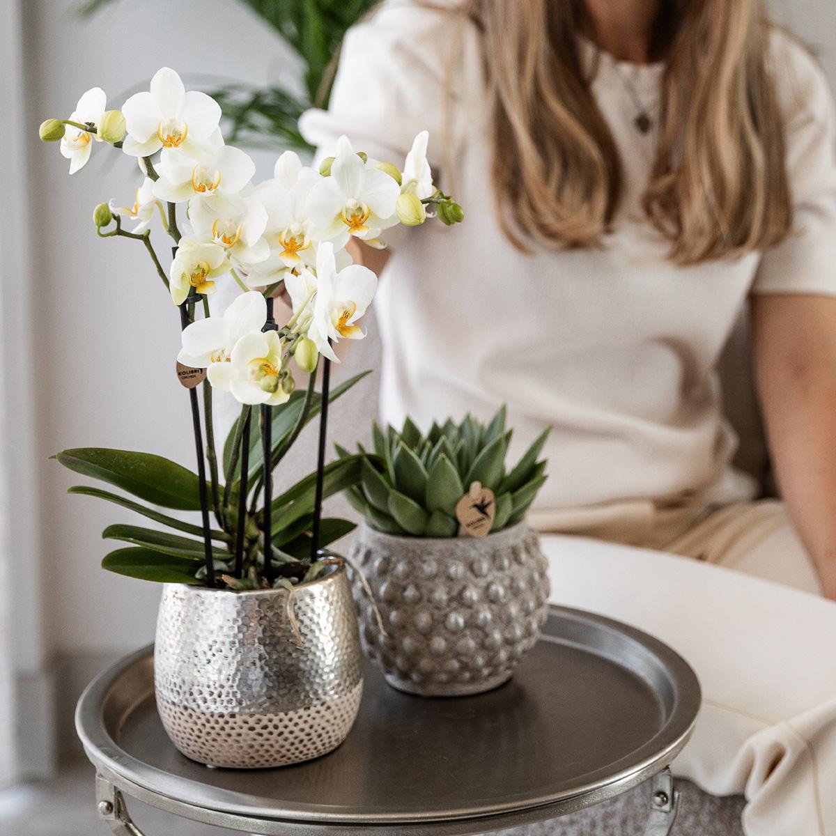 Orchidée Kolibri | Orchidée Phalaenopsis blanche - Amabilis + Pot Elite argenté - Diamètre du pot : 9 cm - Hauteur : 35 cm | Plante d'intérieur fleurie - Directement du producteur