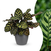 Calathea Makoyana - Pauwenplant - met Potter Grijs - Pot 12cm - Hoogte - 25cm