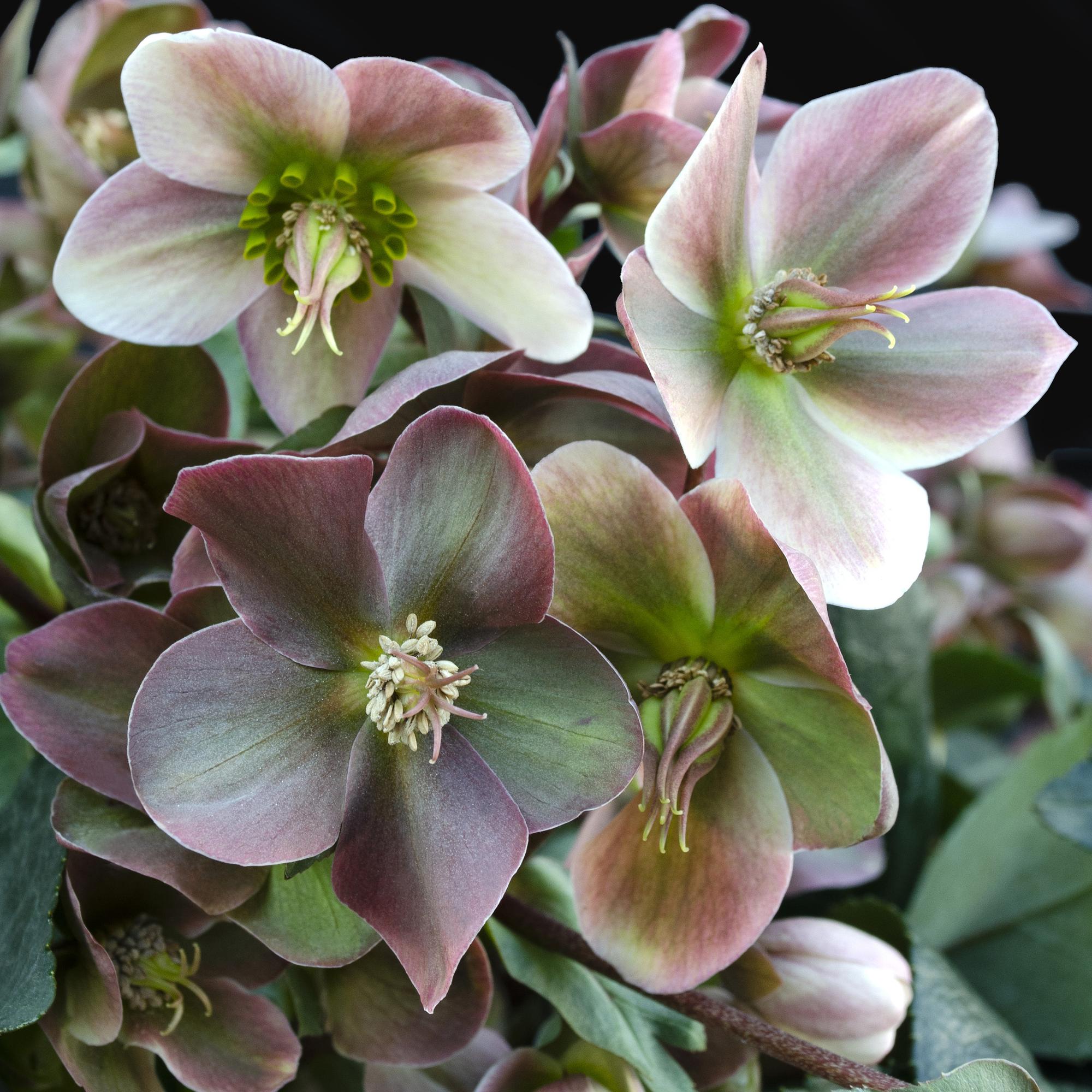 Lenten Rose -  Helleborus Angels Glow - Roze Bloem - Groenblijvend - Pot 19cm Hoogte 50cm