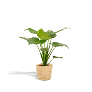 Alocasia Cucullata - Ø19cm - ↕65cm + Mand Selin