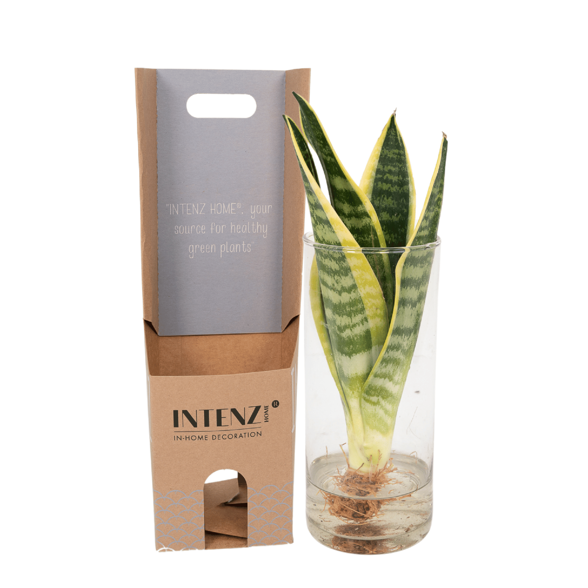 Sansevieria im Zylinderglas – Ø 12 cm – ↕ 30 cm