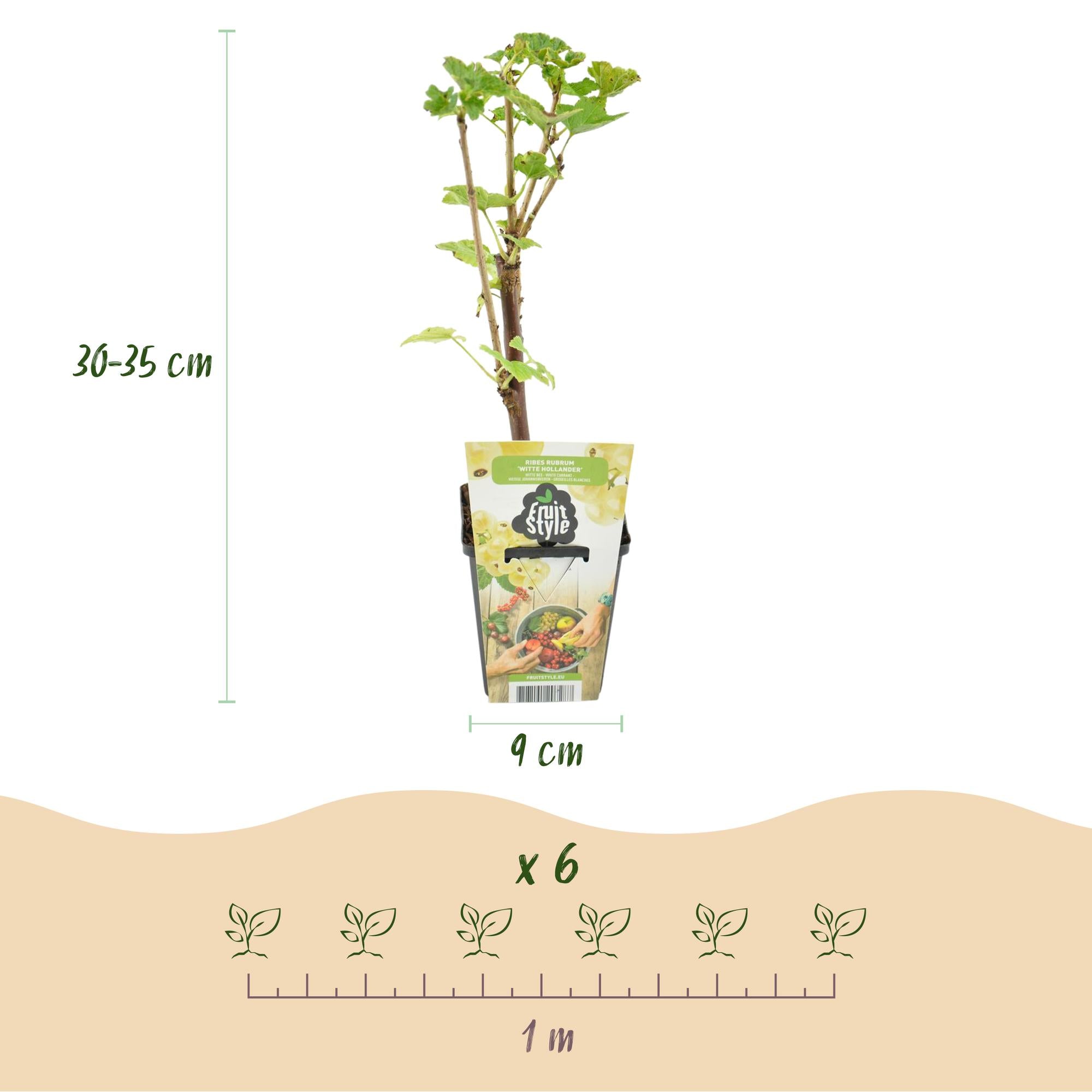 Witte Bes - Ribes rubrum Witte Hollander - Winterhard - 6 Planten - Pot 9 cm - Witte Bes