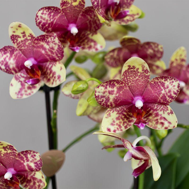 Kolibri Orchids | Orquídea phalaenopsis naranja-amarilla, maceta de 9 cm de diámetro | Grosseto | Planta de interior con flor - recién cultivada