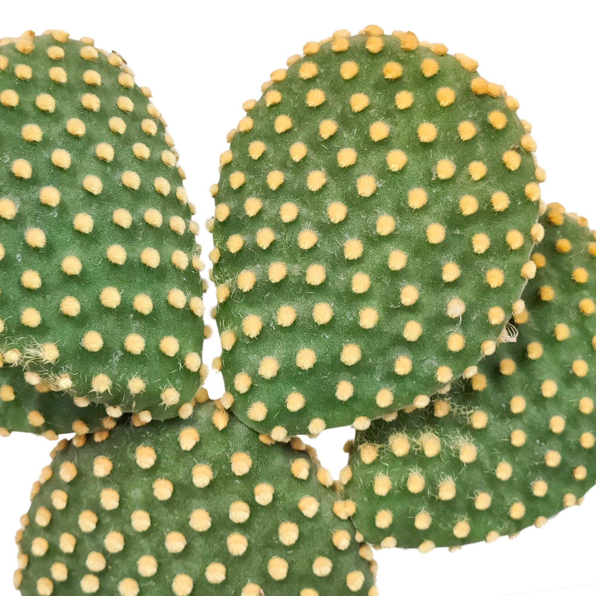 Opuntia microdasys - 17cm - without pot