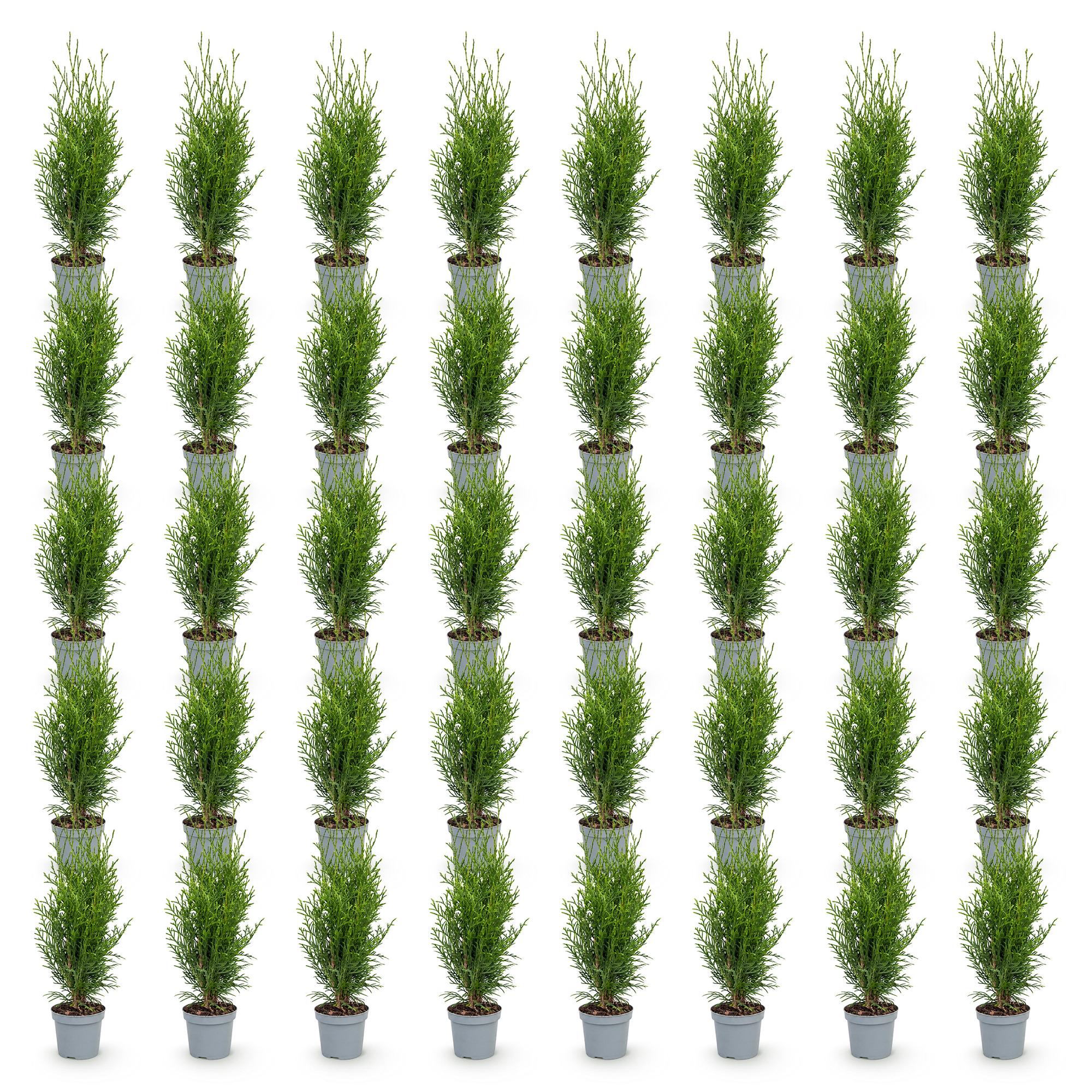 Thuja occidentalis Smaragd - 40x Levensboom - Haagplanten - Groenblijvend - Groen - Pot 9cm - Hoogte 20-30cm