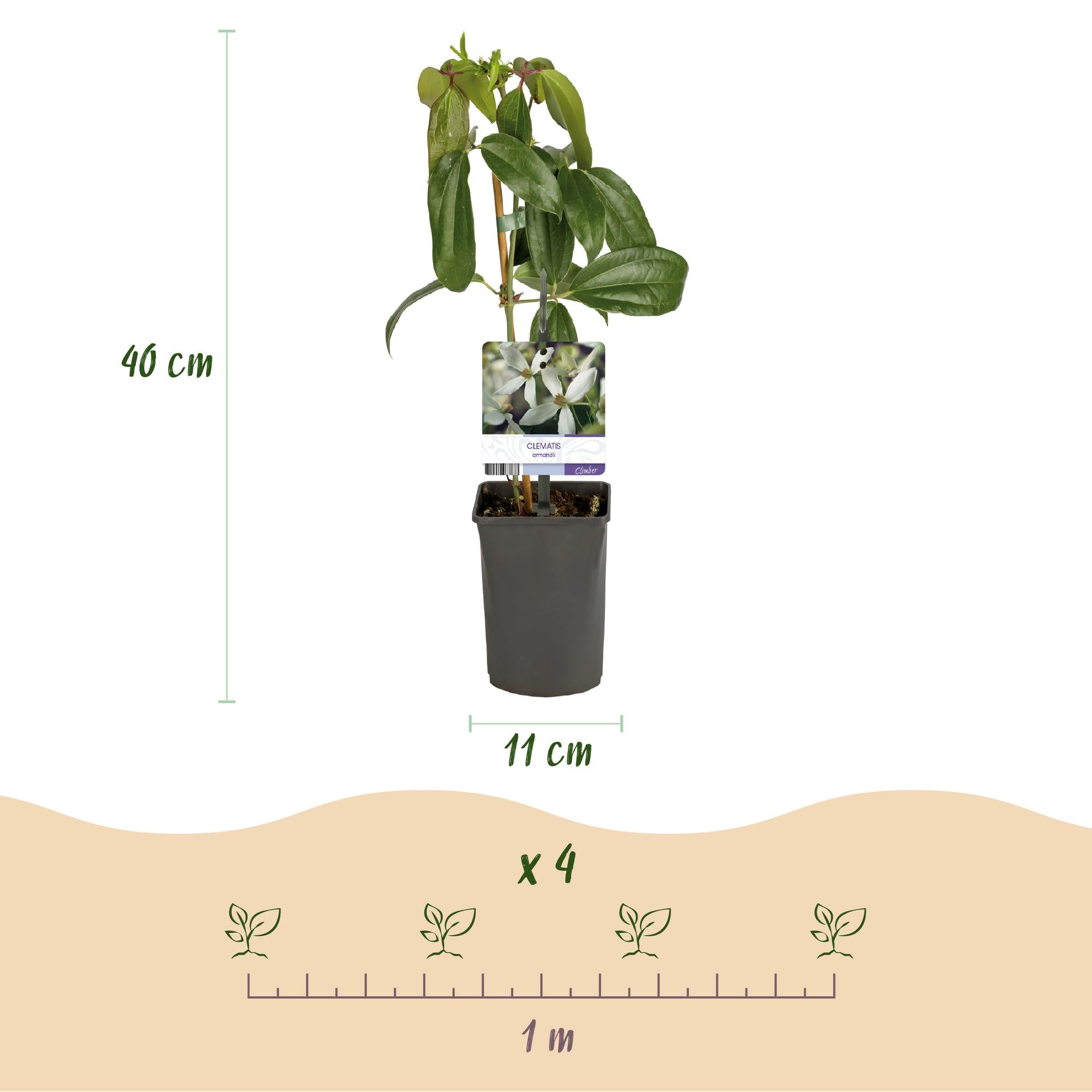Clematis armandii - Bloem Wit - Groenblijvend - Weinig onderhoud - 1 plant Pot 11cm Hoogte 40cm