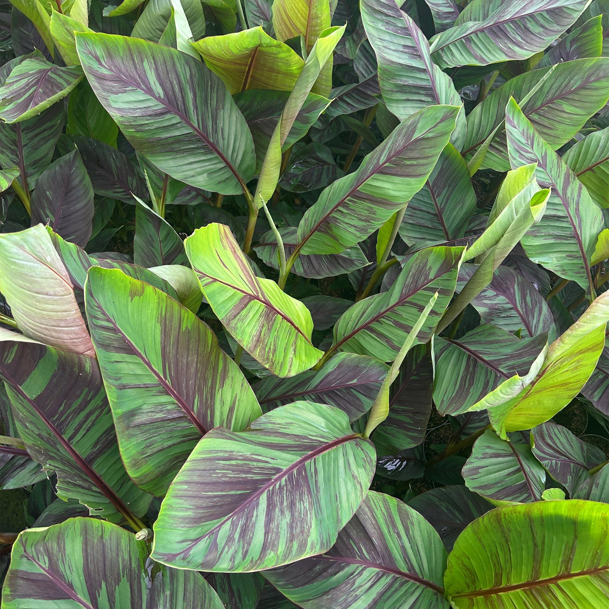 Japanse vezelbanaan - Musa Ever Red - Winterhard - 2 planten - Pot 15cm Hoogte 50cm