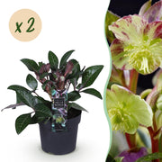 Lenten Rose - Helleborus lividus Purple Marble - Paarse Bloem -2 Planten - Groenblijvend - Pot 14cm Hoogte 35cm