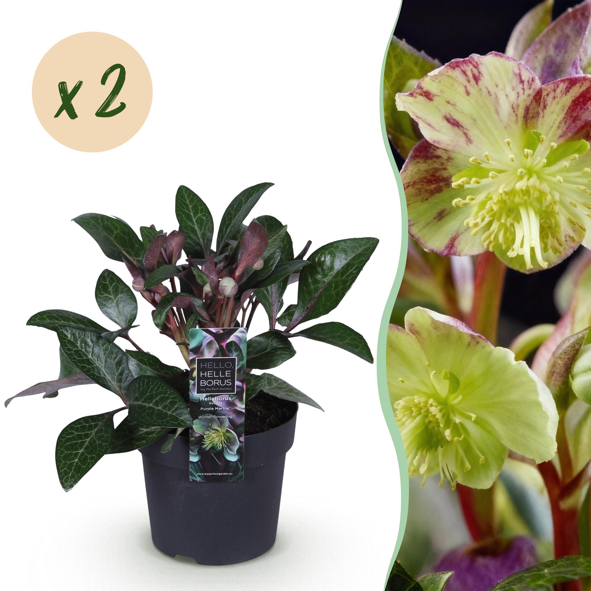 Lenten Rose - Helleborus lividus Purple Marble - Paarse Bloem -2 Planten - Groenblijvend - Pot 14cm Hoogte 35cm