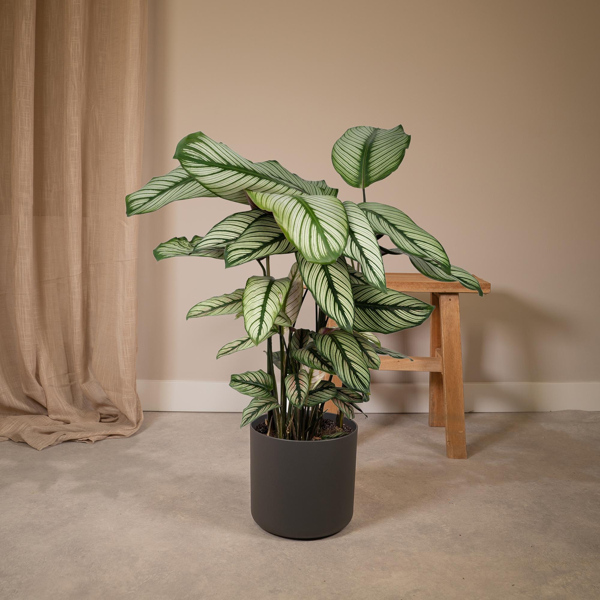 Calathea Whitestar – Pfauenblume – Ø 19 cm – ↕ 50 cm