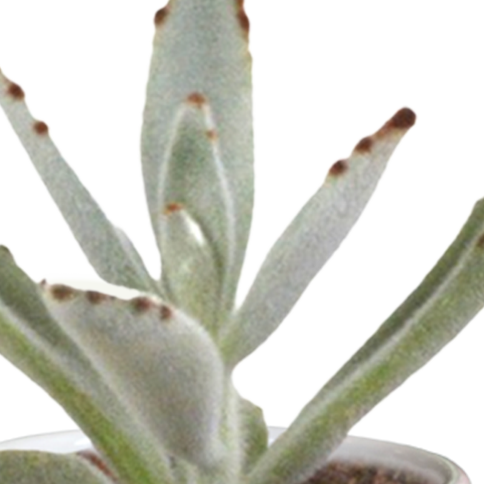 Cactus and succulent mix 5.5 cm | 15 pieces - in white pot