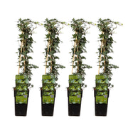 4x - Hedera hélice - ↨65cm - Ø15