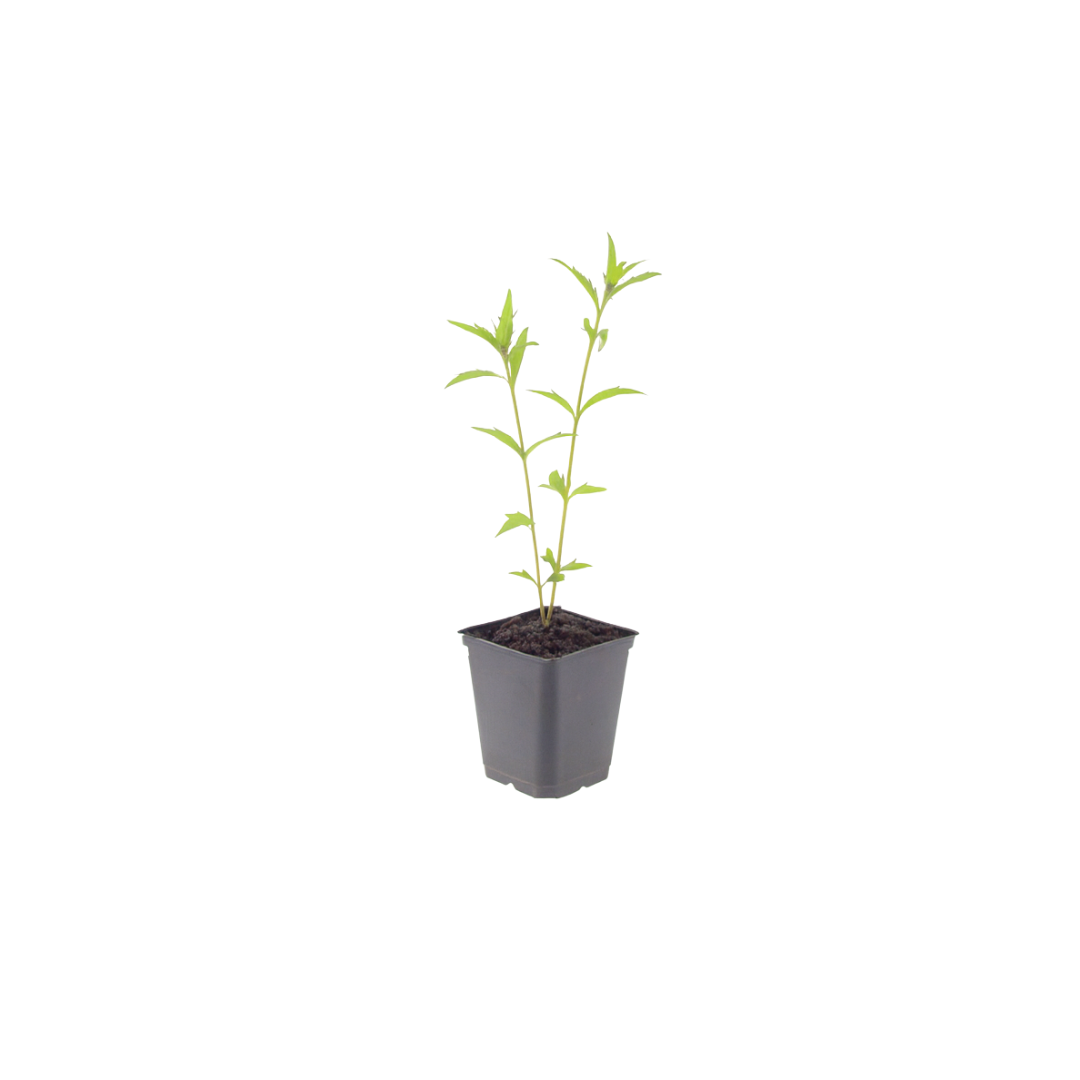 24x Kalimeris incisa 'Blue Star' - ↕10-25cm - Ø9cm