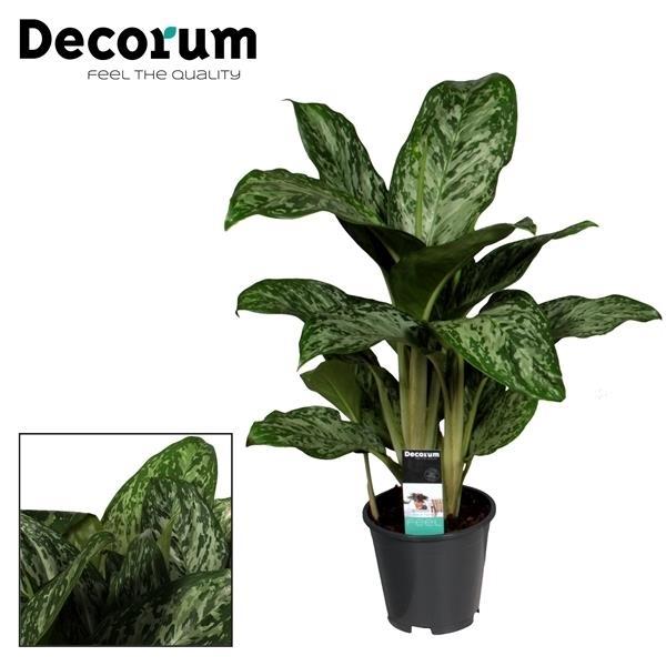 Aglaonema Luz Verde (Decorum) - Ø17cm - ↕60cm